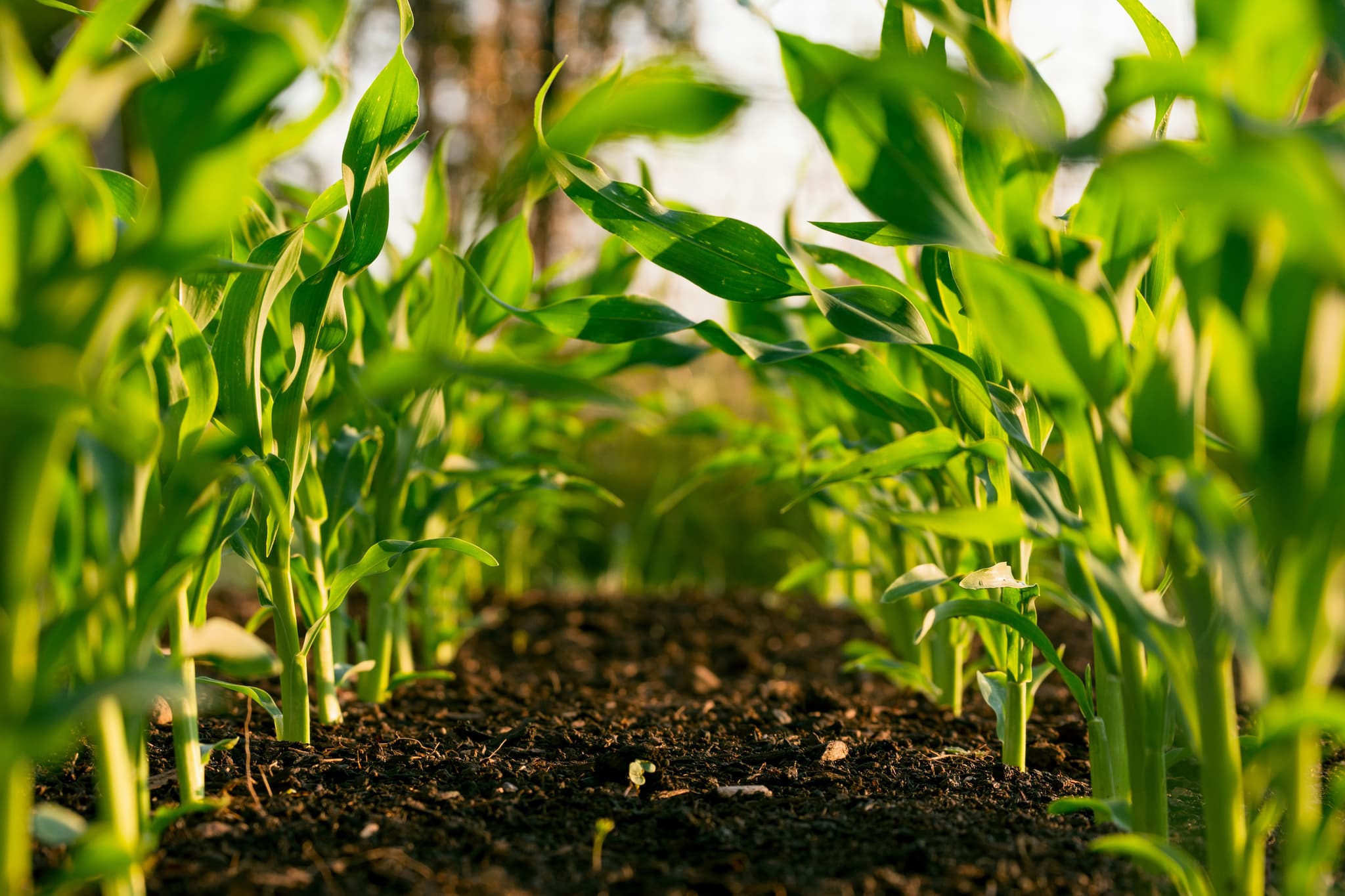 Sustainable Crop Protection Technology Wins ACS Green Chemistry Challenge Recognition