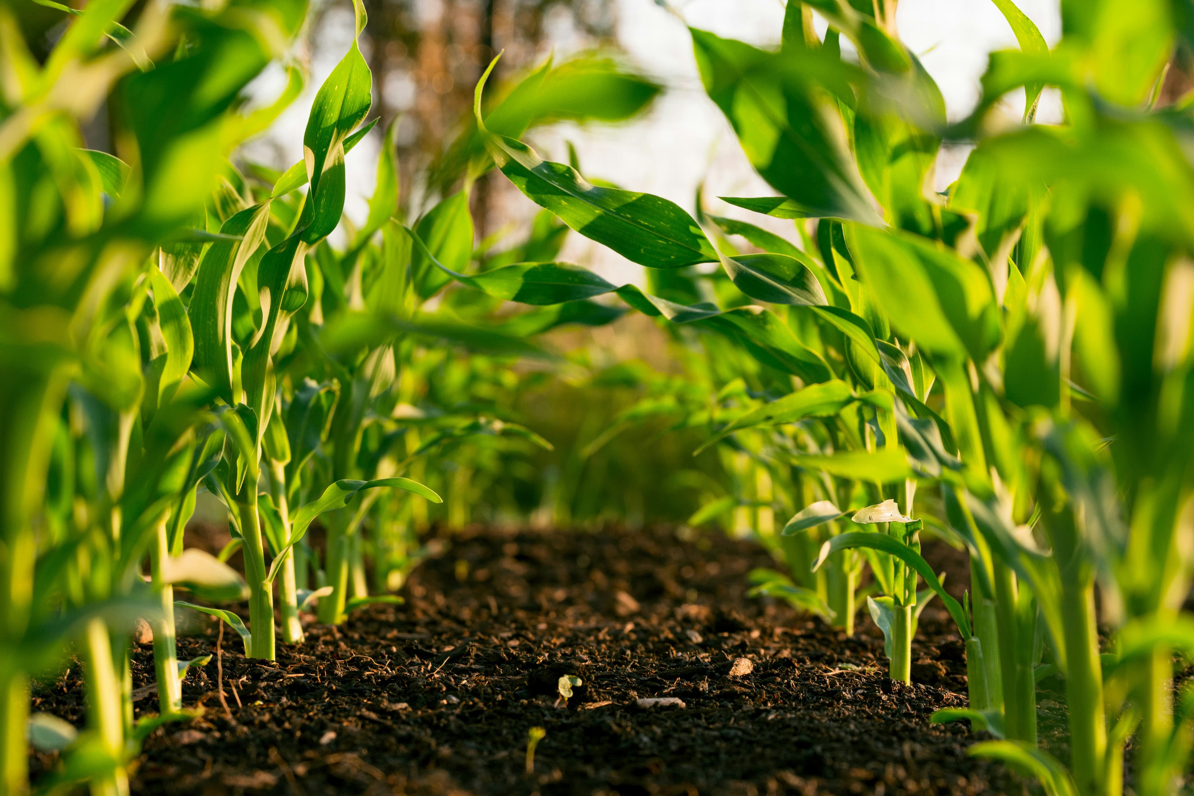 Sustainable Crop Protection Technology Wins ACS Green Chemistry Challenge Recognition